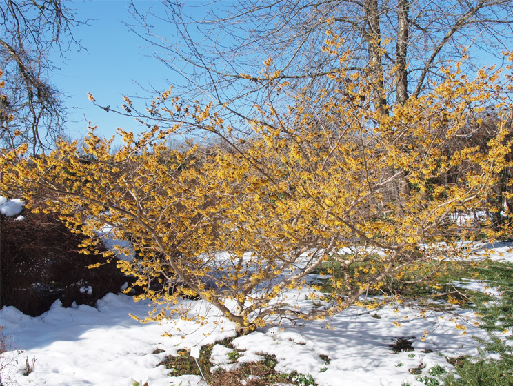 Hamamelis mollis