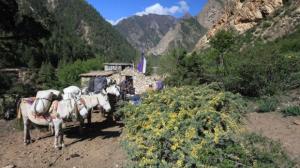 NEPAL_dolpo_jpg_thumb