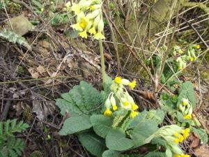 petrklic_primula_veris_jpg