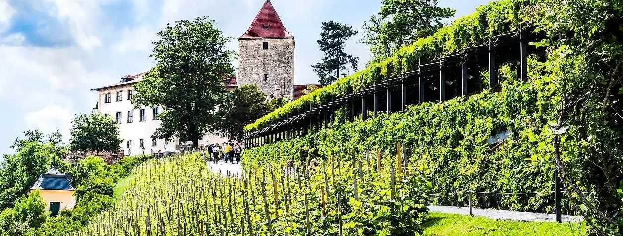 vinice Svatováclavská