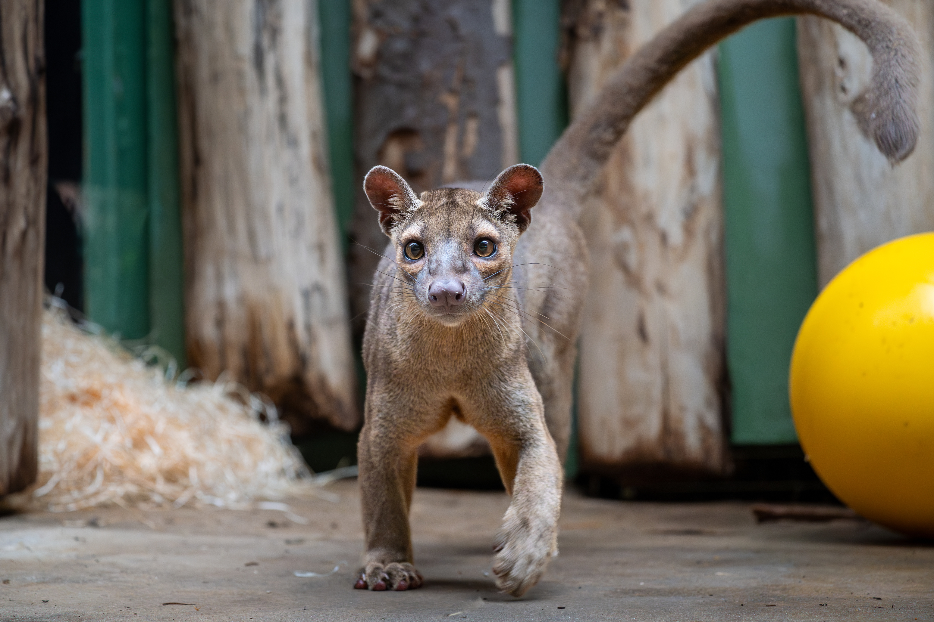 Fosa v Zoo Praha