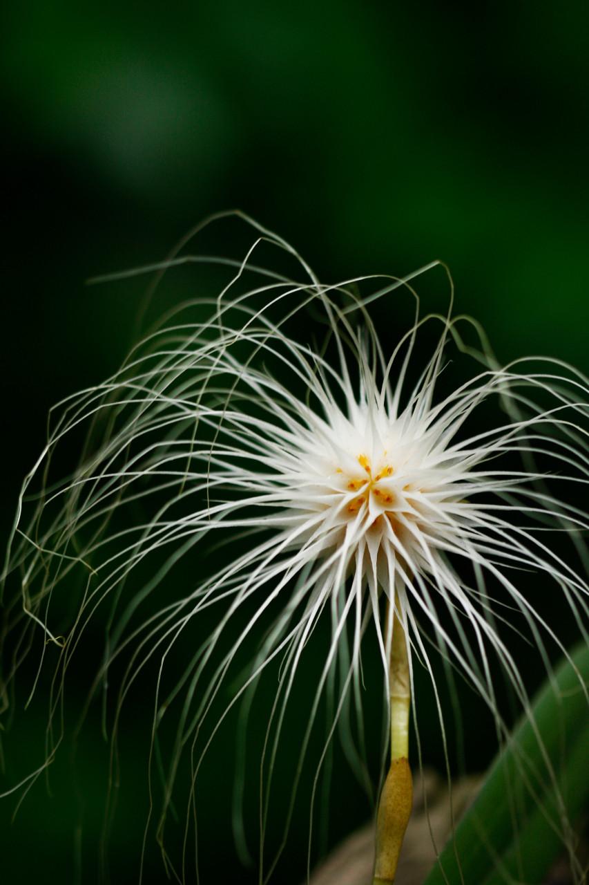 Bulbophyllum medusae