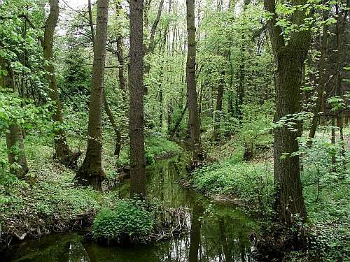 Meandrující Botič