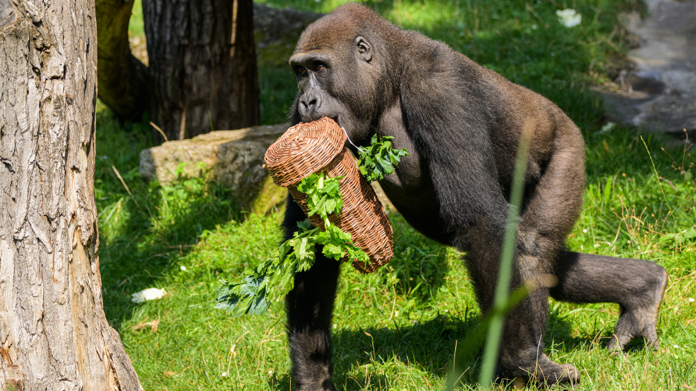 Nuru a krmný enrichment