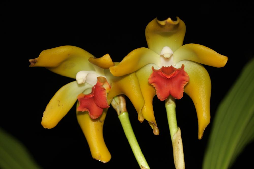 Sudamerlycaste cinnabarina