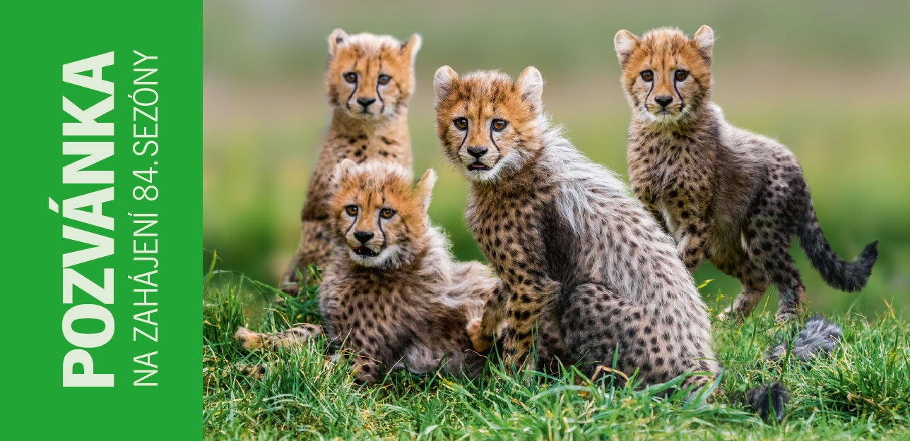 Zoo Praha v sobotu slavnostně zahájí hlavní sezónu