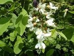 robinia pseudoacacia monophylla